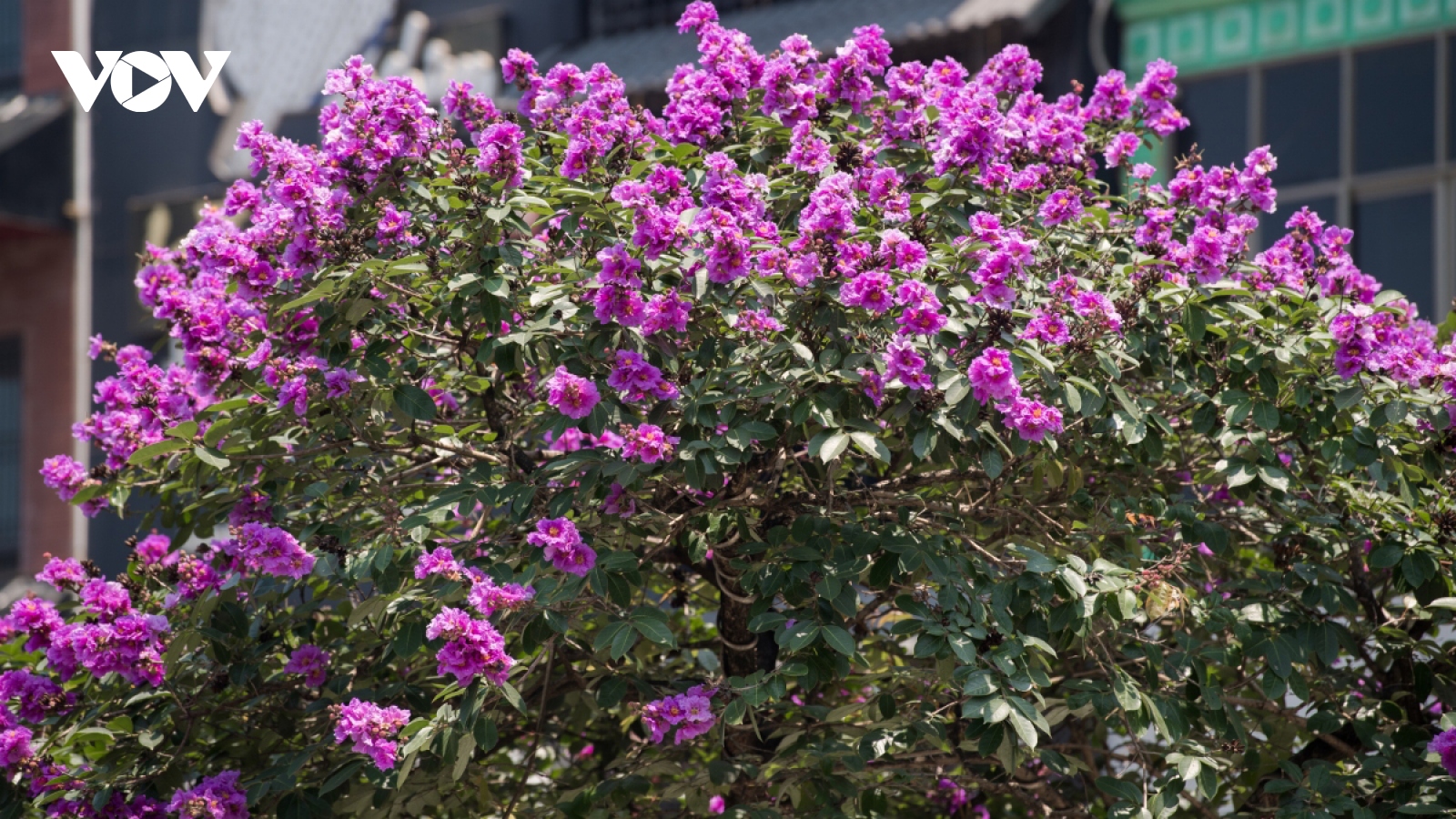 Hanoi streets turn purple with blossoming crape myrtle flowers